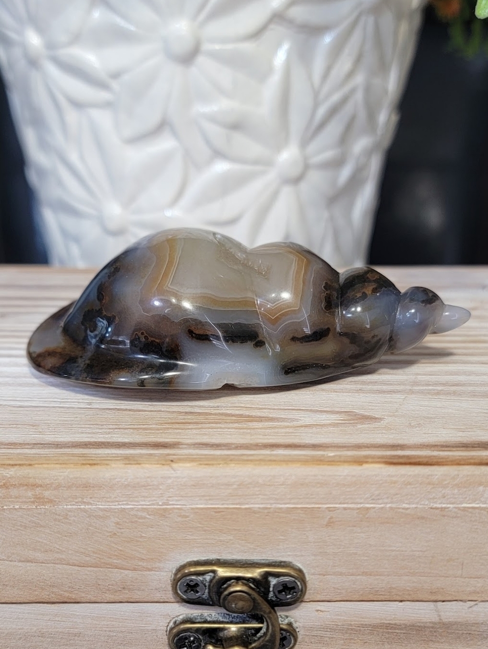 NEW 3.56" AGATE SHELL